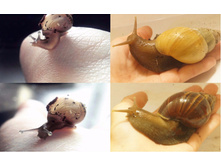 ������ �������