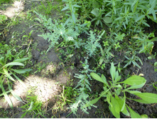 ����������� 043.jpg