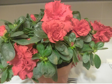 IMG 20170821 215633 AO HDR.jpg