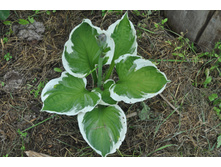 ����� �������