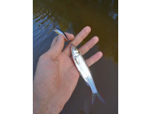 IMG 2016-07-02 181322 HDR.jpg