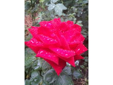 20479753 2006504592708437 7750639075995624178 n.jpg