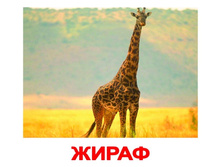 �������� �������� “����� ��������” �������: 0218 - 159 ���.