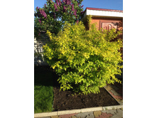 ��� ��������