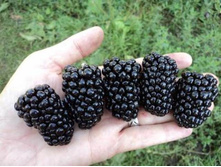 ������� ������+)