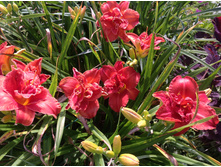 ����� �����