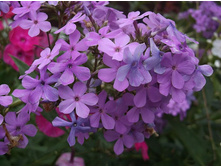 �������������� ����� �� ���� (���� ������)