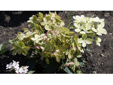 ��������� ����������� ������ ���� Rencolor