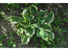 ���� ���� ����