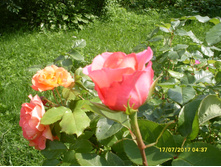 SDC11724.JPG