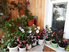 ������������ �������