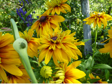 ����������� 102.jpg �������� ��������