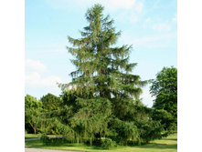 ����������� ����������� |Lárix decídua 150-200�� 850�