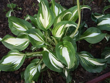 16-70 ��� �����.jpg