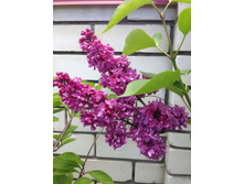 ��� ��������