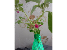 ������ ������