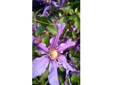 IMG 20170818 085307.jpg