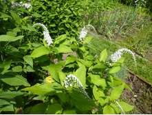 ����������� 081.jpg