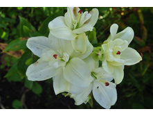 ��������� ����