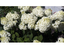 ������ �����