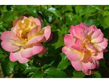 ������� ( � ������ ����� ���� ��������)