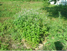 ���� �����.JPG