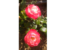 P 20160821 090659.jpg