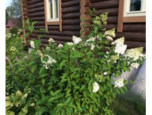 ������� �� ���� ��� ������� ����� ����������� �������.