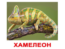 �������� �������� "������������ ��������" �������: 0706 - 155 ���.