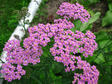 IMG 5388.JPG