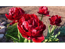 ������� ���� �������� 5 ��. ��. - 124 ���. ��. ���������. ������� 16 ��..jpg