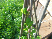 ������ ������ ���������