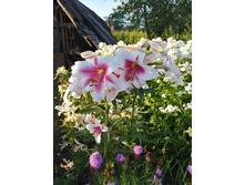 IMG 20170813 181004.jpg