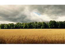 ���� �.�.�.