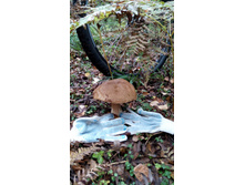 IMG 20170930 124531.jpg