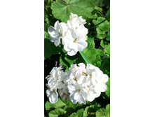 ���������� ����� ��������, ������� ��������, 50 ������