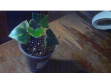 ���������� Macroglossus(�������)