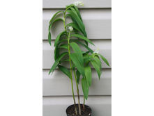 ��������� ����������