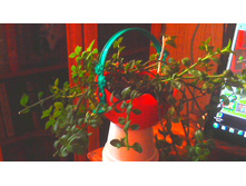 ������� �������������