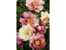 ���� ������ ���� (���)-