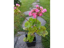 ������ ����������� Swanland Pink