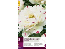 313.520, Tulipa Danceline, 5 �� � ��������, 388���+18%, 1��.jpg