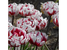 ������� �������� �� ���� 5 ��. ��. - 122 ���. ��. ���������. ������� 10 ��..jpg