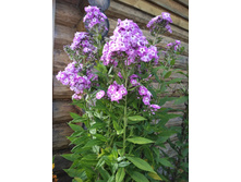 ����� ��������