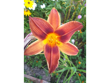 IMG 20170820 174356.jpg