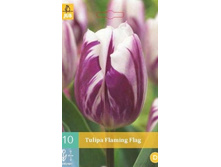 301 690, Tulipa Flaming Flag, 10 �� � ��������, 182���+18%, 2��.jpg