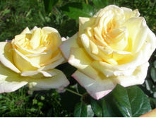 ���� ������ ���