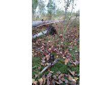 IMG 20170916 114232.jpg