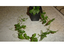 ���������� ����������� (���������)- 150- 180  ���.