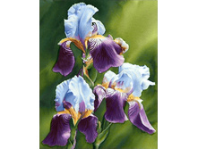 ����� 38�48 Ag 379.jpg